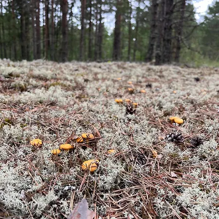 Forest View Апартаменты Лейси
